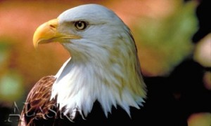eagle