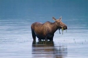 moose_water