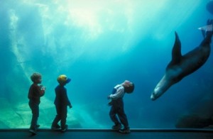 sealionboys