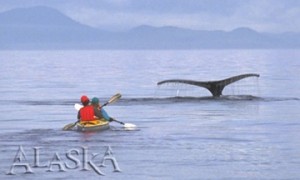 whaletail